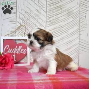 Oliver, Shih Tzu Puppy